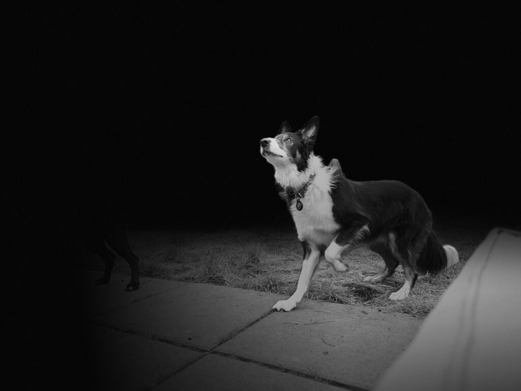 happy doggy hotel and daycare